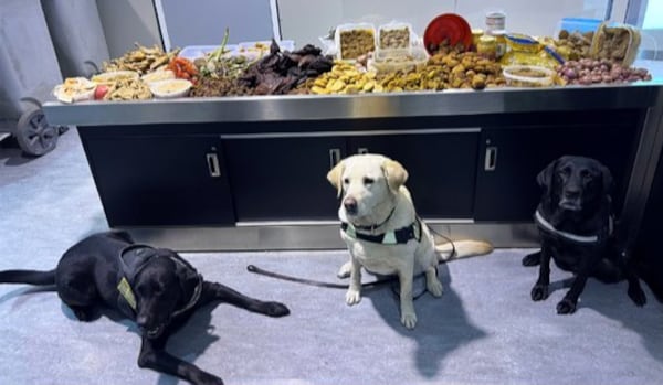 A round of ‘appaws’: Detector dogs intercept undeclared meat at Toronto Pearson Airport
