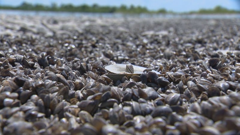 Two more Manitoba lakes found to have zebra mussels after samples collected