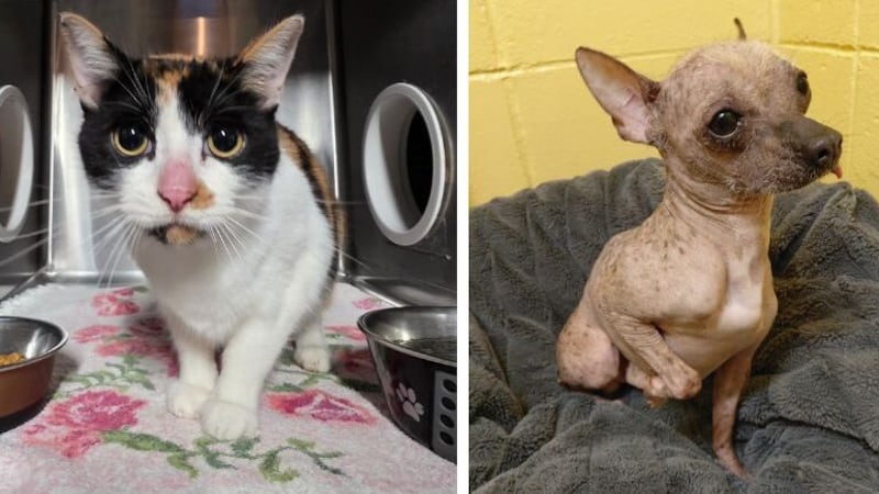 4 dogs and a cat rescued from urine and feces-covered RV in Chilliwack: B.C. SPCA
