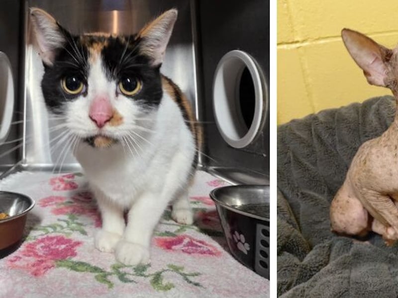 'They could hear the animals wining': Dogs, cat rescued from feces-covered RV in B.C.