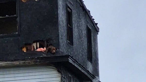 Firefighters save service dog from burning home in Cape Breton