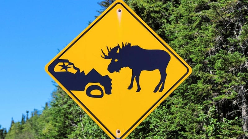 Drivers injured after moose crash on Hwy. 64