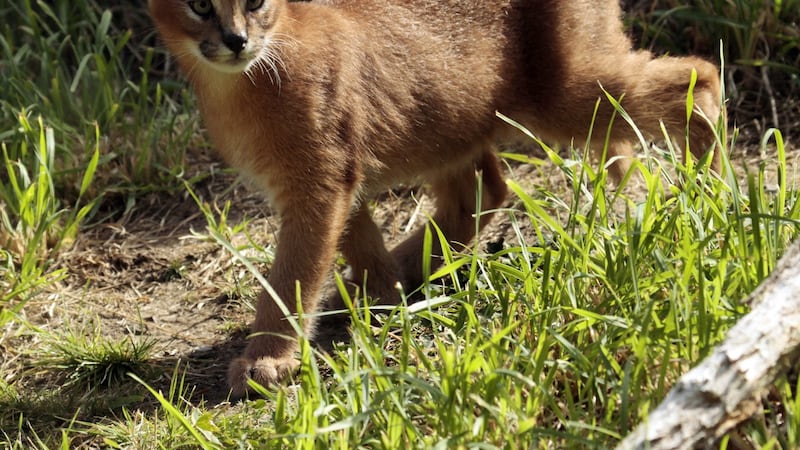 B.C. banning exotic cat ownership, citing public safety and animal welfare