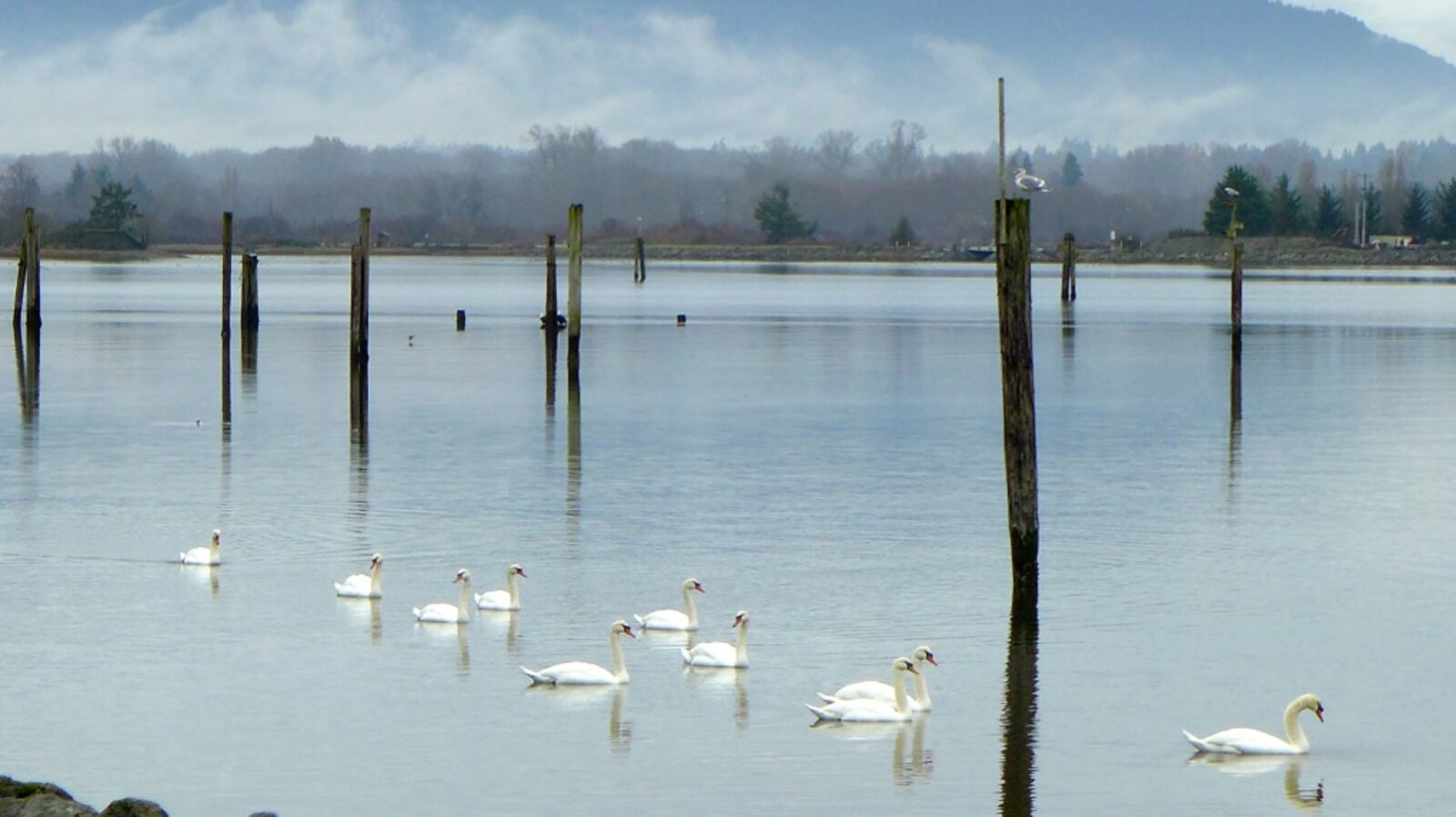 Vancouver Island's largest estuary restoration project to begin