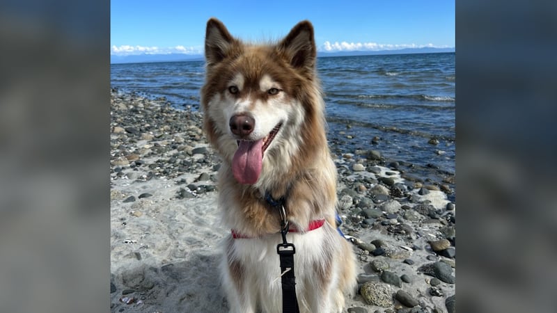 More than 100 animals await homes as BC SPCA flags pet-friendly housing crisis