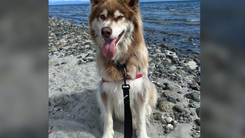 BC SPCA urges election candidates to commit to pet-friendly housing laws