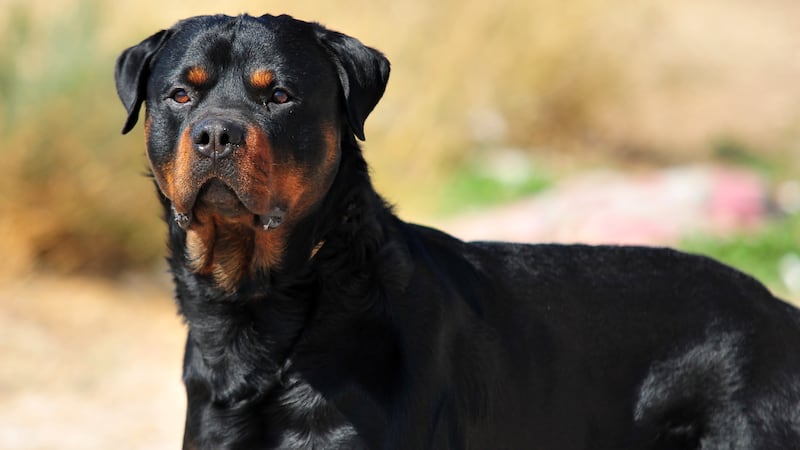 London police issue public advisory after woman attacked by dogs