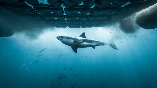 Bella the white shark pinged in Quebec in time for Shark Week