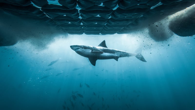 Bella the white shark pinged in Quebec in time for Shark Week