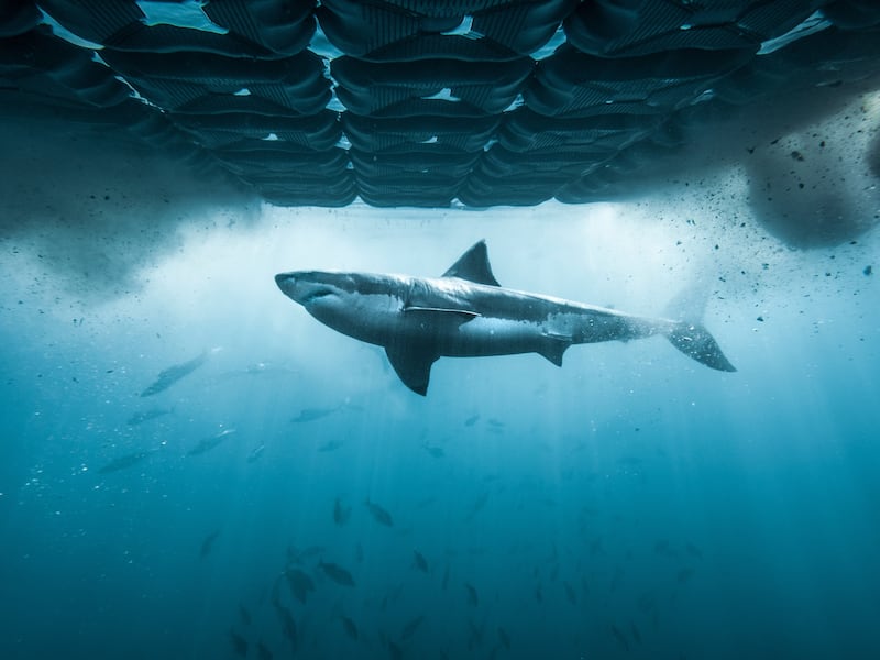 Bella the white shark pinged in Quebec in time for Shark Week