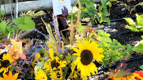 2026 marks the 20th anniversary of Calgary's Botanical Gardens of Silver Springs.