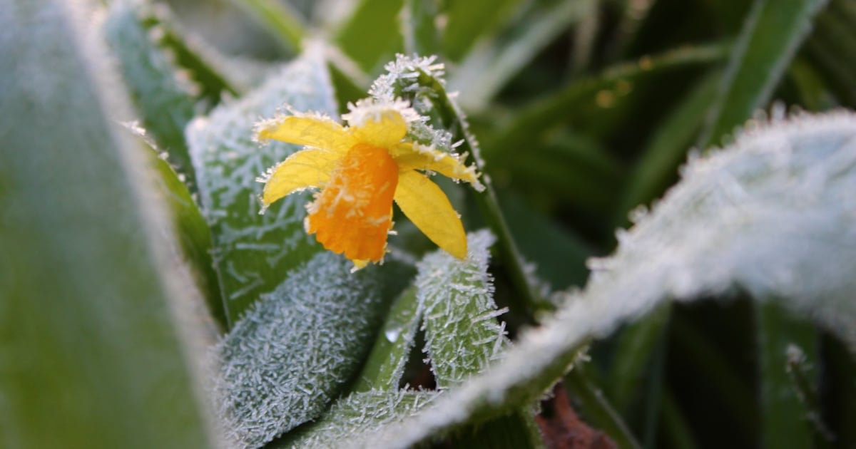 From toasty to frosty, spring frost by the numbers for the Maritimes