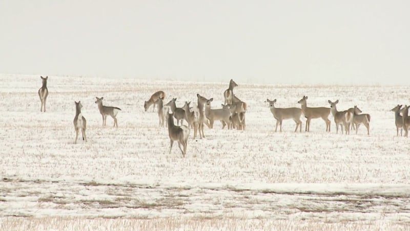 Heavy snowfall expected for Saskatchewan