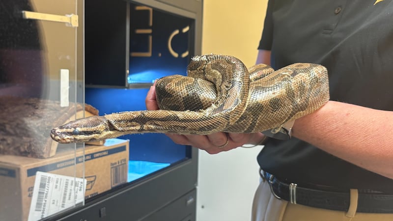 Ball python survives trip into Windsor sewage plant