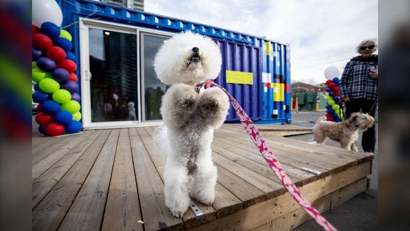 Nominations for next dog mayor open Saturday at Stampeder-Elks watch party at Pixel Park