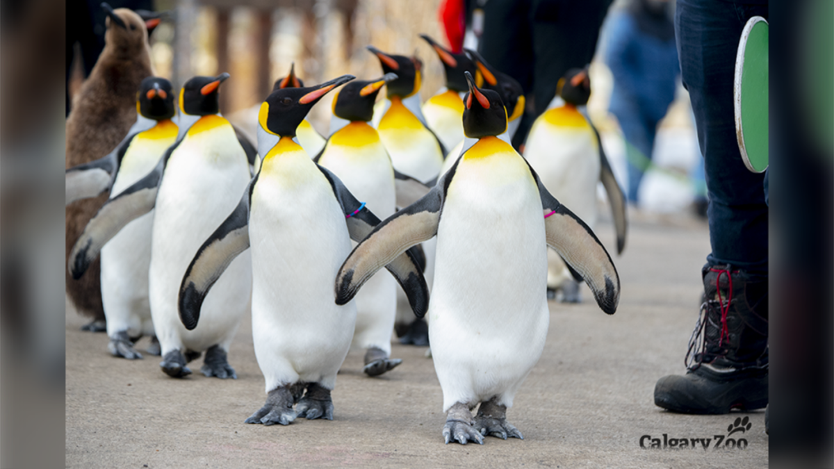 Guinness World Record for the largest mouth gape