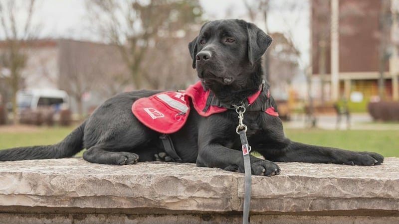 Halifax’s Quinpool Road to host a walk for service dogs Sunday