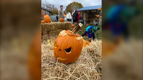 A jack-o'-lantern is pictured on a bed of hay at Common Roots Urban Farm in Halifax, N.S., during the annual Harvest Hootenanny. (Vanessa Wright / CTV Atlantic)