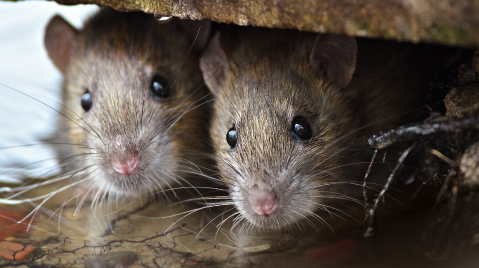 15 Rats These 15 cities have the most rats in Atlantic Canada