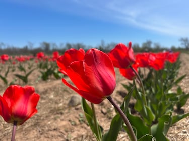 Tulips are seen at RiverBreeze Farms. (CTV/Jonathan MacInnis)