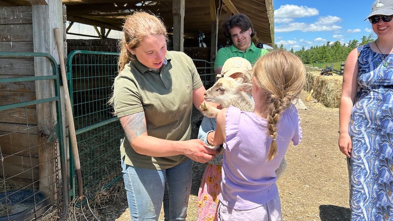 Shearing Day in Cambridge looks to educate the masses on wool