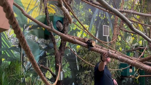 Porcupine at the Edmonton Valley Zoo Nov. 24, 2025. (Sasha Pietramala/CTV News Edmonton)