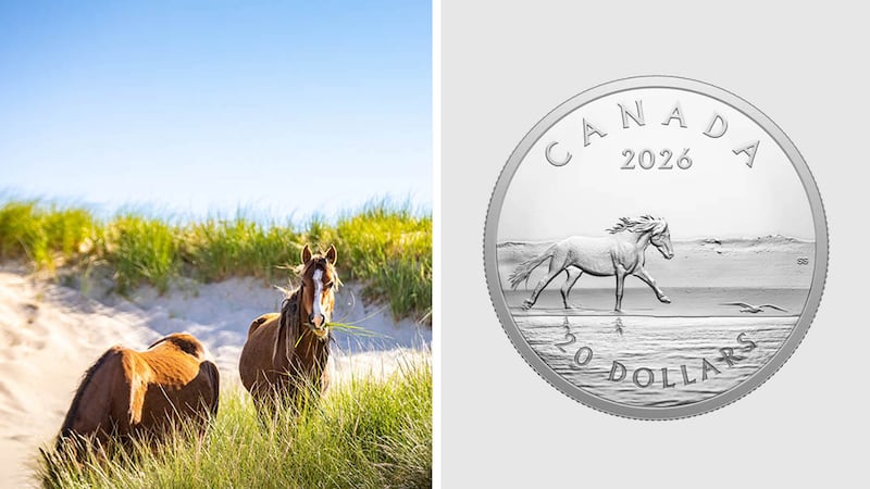 Sable Island horses featured on new silver coin from Royal Canadian Mint