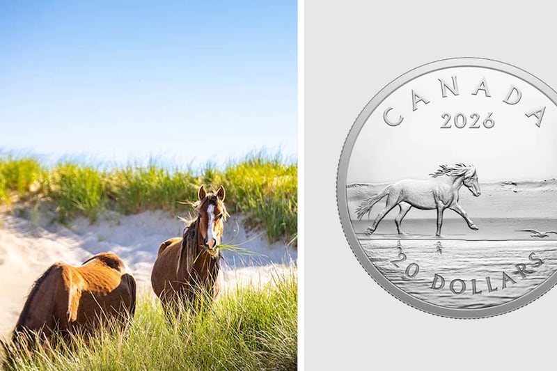 Sable Island horses featured on new silver coin from Royal Canadian Mint