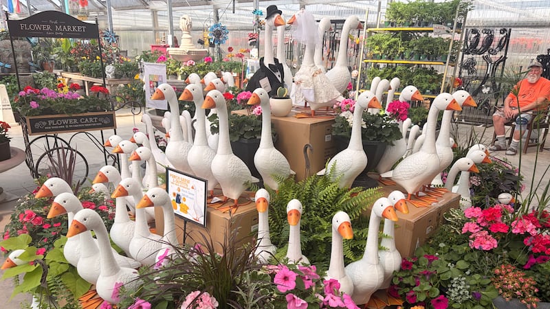 Take a gander at this: N.B. locals are flocking to get their own porch goose, the decorative trend that’s made a comeback