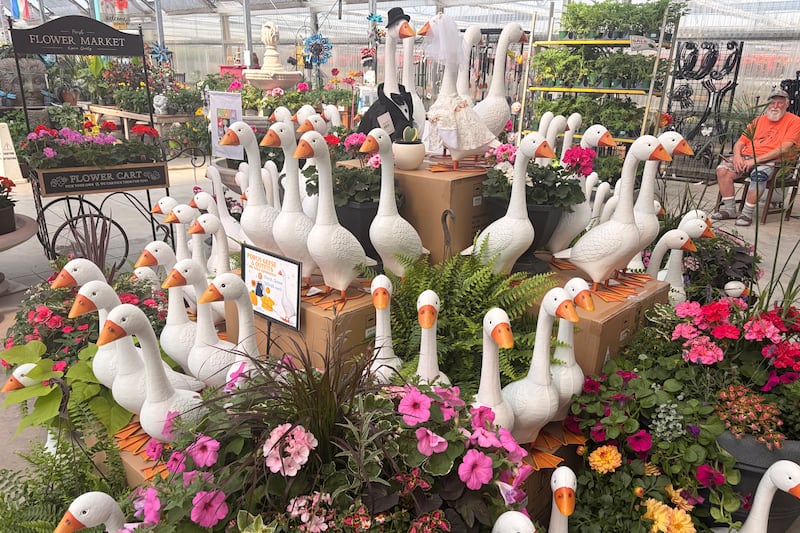 N.B. garden centre has waitlist of hundreds for these geese making a comeback on front porches everywhere