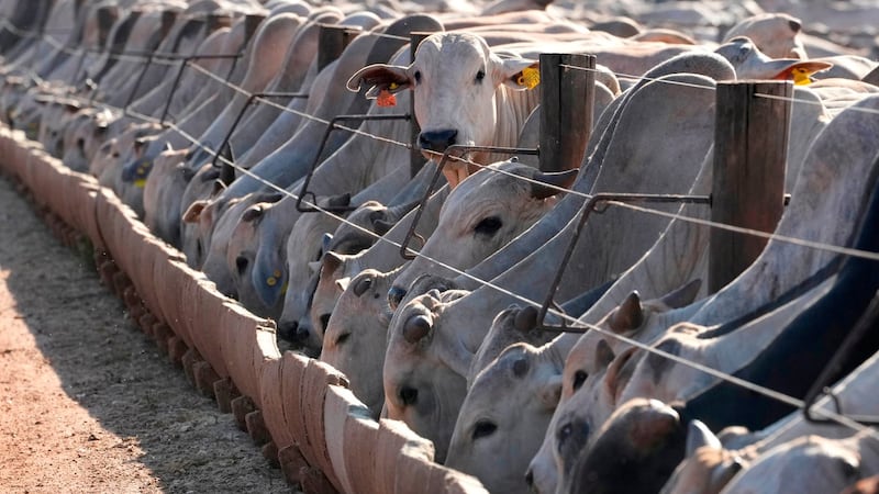 Brazil considers reciprocal measures after EU halts imports of Brazilian goods