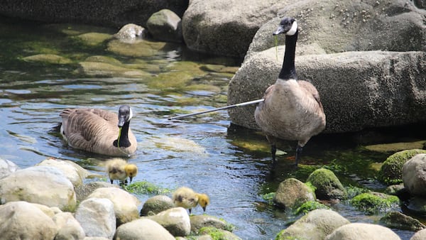 ‘Illegal and cruel’: Canada goose rescued after being impaled by arrow