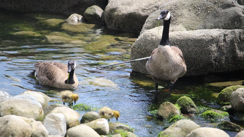 ‘Illegal and cruel’: Canada goose recued after being impaled by arrow