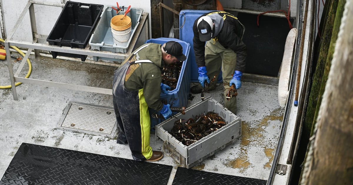 Lobster fishermen unload their catch in Dipper Harbour, New Brunswick on Tuesday, May 6, 2025. THE CANADIAN PRESS/Graham Hughes