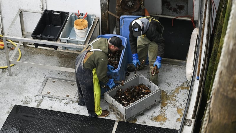 Federal researchers say small harvesting changes may boost falling lobster catches