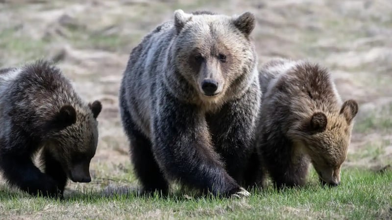 Warning in effect for Kananaskis Country campground after bear family rips tent from ground