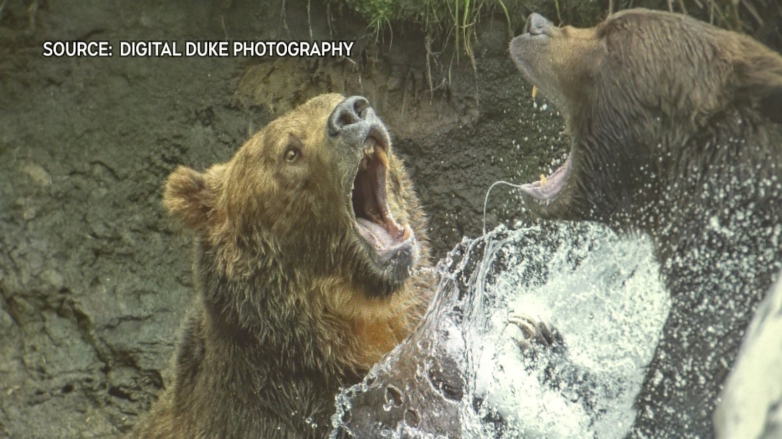 'The water just exploded': Island photographer captures grizzly bear battle
