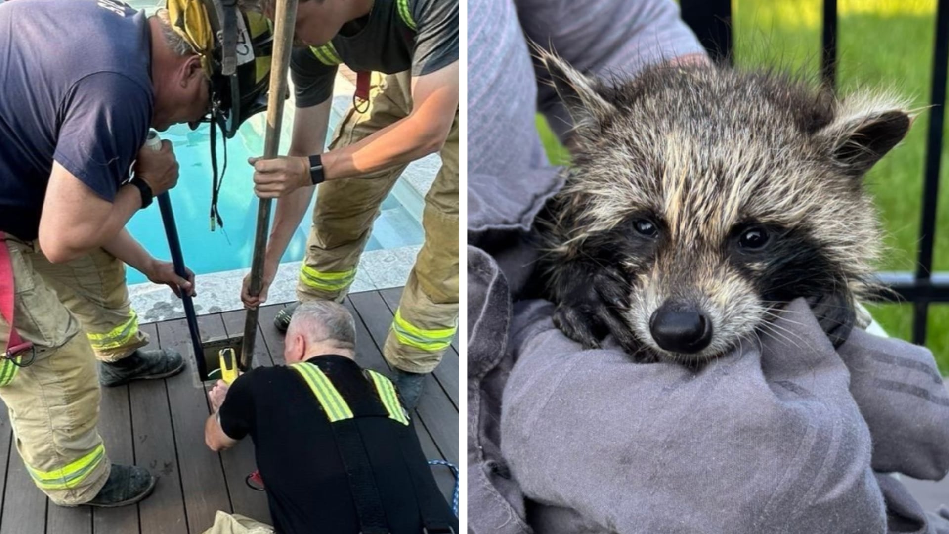Fire Rescue Baby Ottawa fire rescues baby raccoon from pool drainpipe
