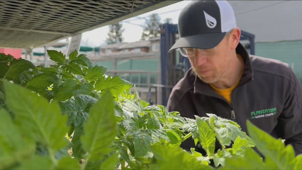 ‘Bang for your buck is seeds’: Calgarians part of growing trend to cut food costs