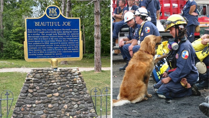 Ground Zero: how first responders and their canines helped save lives and find those lost
