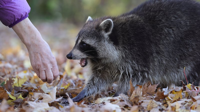 We're hearing more about rabies in the news. Here's what to know about the virus