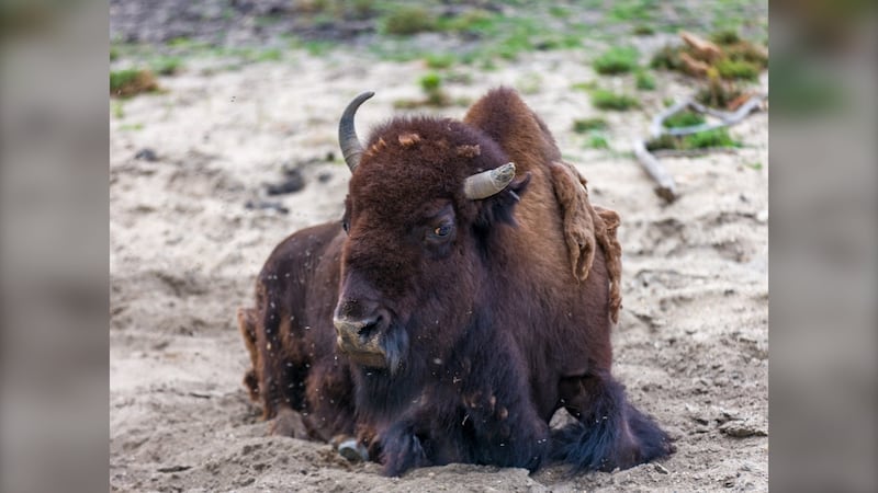 27-year-old bison dies at Assiniboine Park Zoo