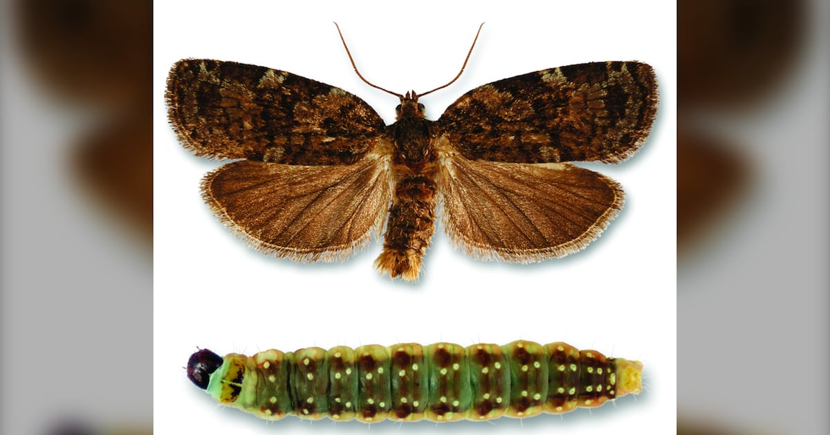 ‘Proven to be safe’: Nova Scotia’s top doctor responds to plan to combat spruce budworm