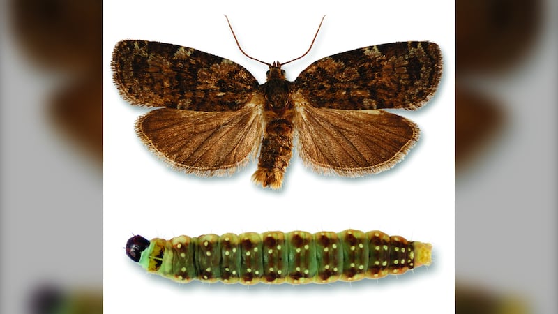 ‘Proven to be safe’: Nova Scotia’s top doctor responds to plan to combat spruce budworm