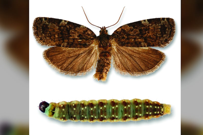 ‘Proven to be safe’: Nova Scotia’s top doctor responds to plan to combat spruce budworm