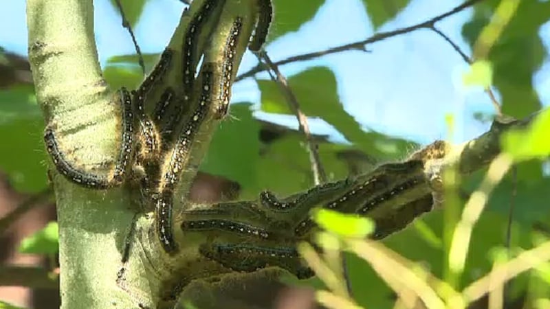 ‘Just be amazed’: Alberta is seeing a cyclical outbreak of caterpillars