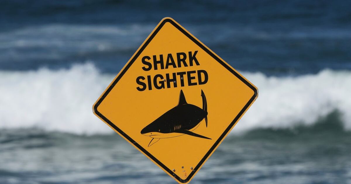Australische Schwimmerin nach Haiangriff erinnert sich an Faustschlag ...