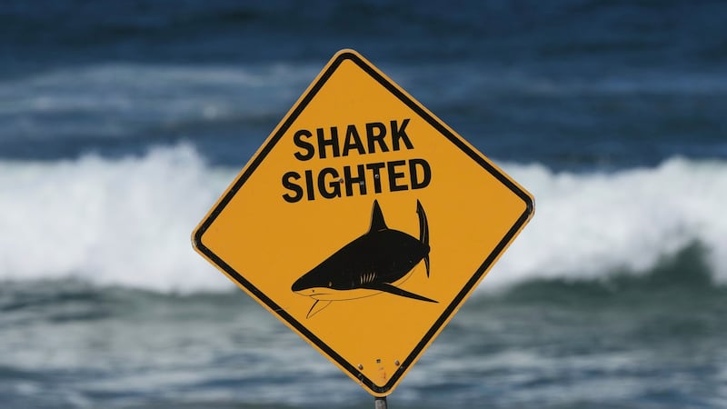Spearfisher mauled on Great Barrier Reef in Australia's second fatal shark attack in a week