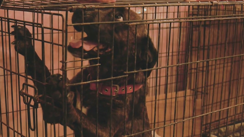 Pregnant dog rescued from Ohsweken, Ont. dumpster