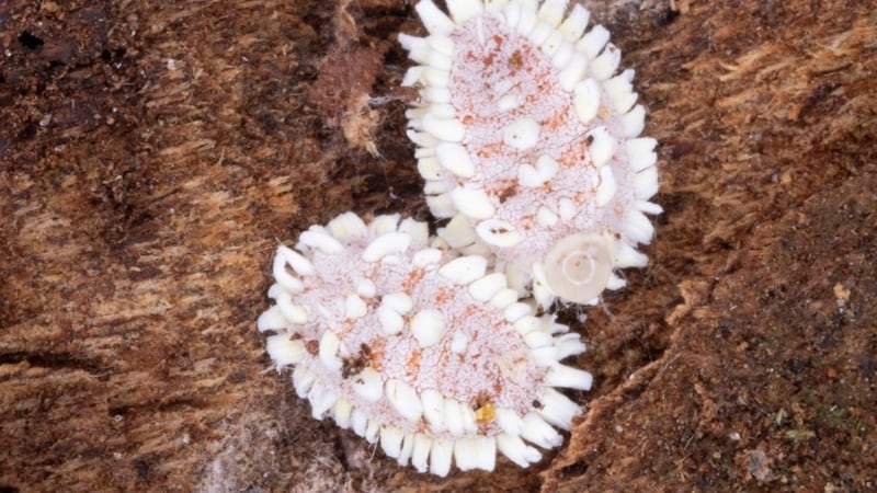 Giant scale insects, never before seen in U.S., stopped at Detroit airport